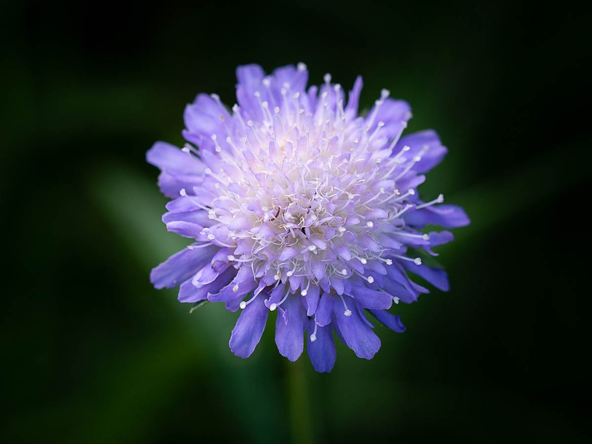 Scabious (Doves Pincushions)