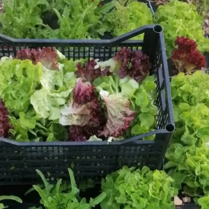 Add a Salad Bag To Your Order - Image 3