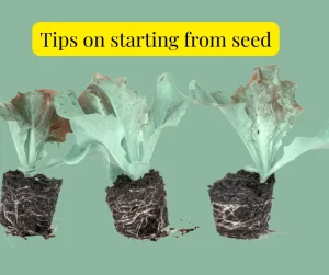 How to sow seeds