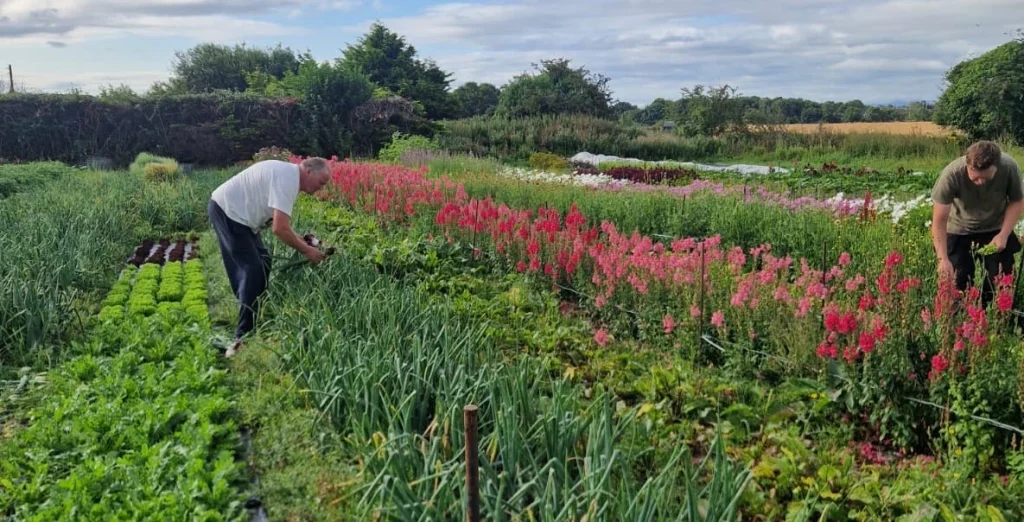 Harvesting Irish Grown Cut Flowers at Bare Acre Farm