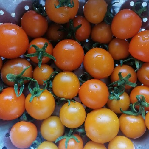 SUNGOLD TOMATOES